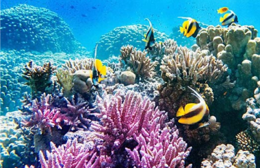 Life Below Water AR